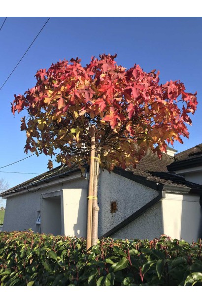 Лист ліквідамбра смолоносного в деталях, пятилопатевие листки червоно-помаранчевого кольору.